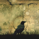 Image for article titled Crows could be the key to understanding alien intelligence